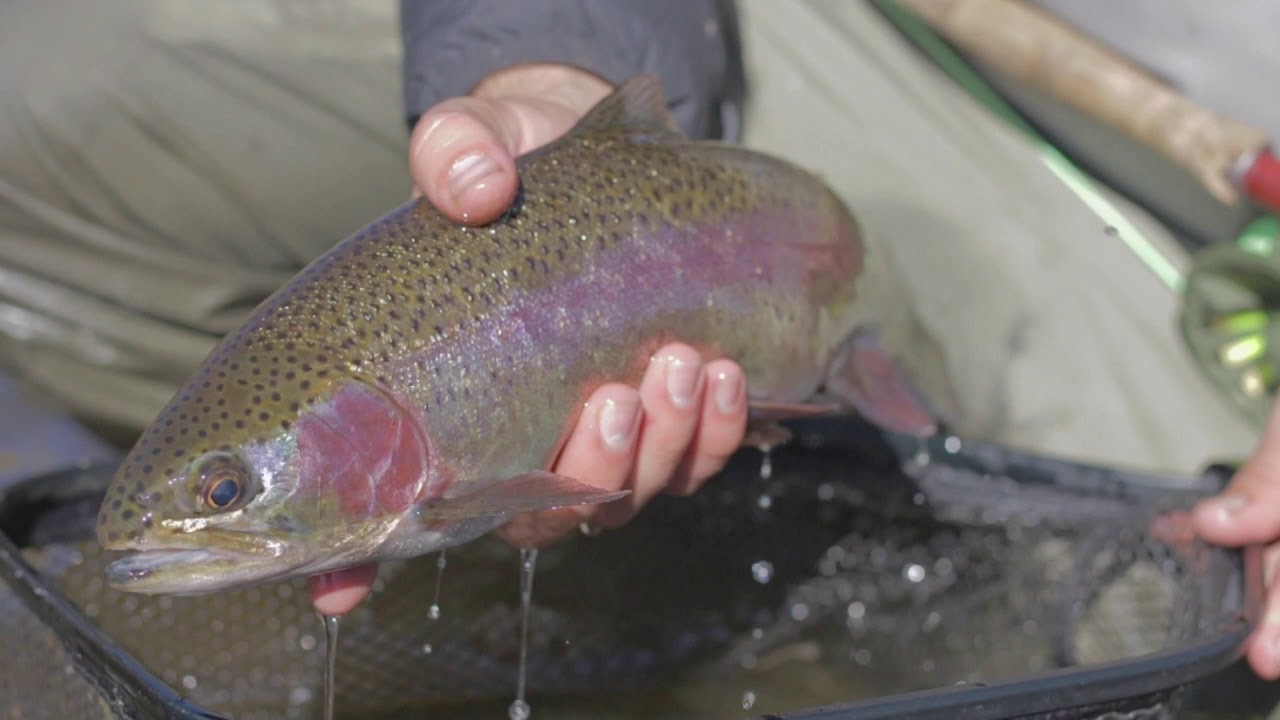 Eastern Sierra Fly Fishing October 2019 YouTube