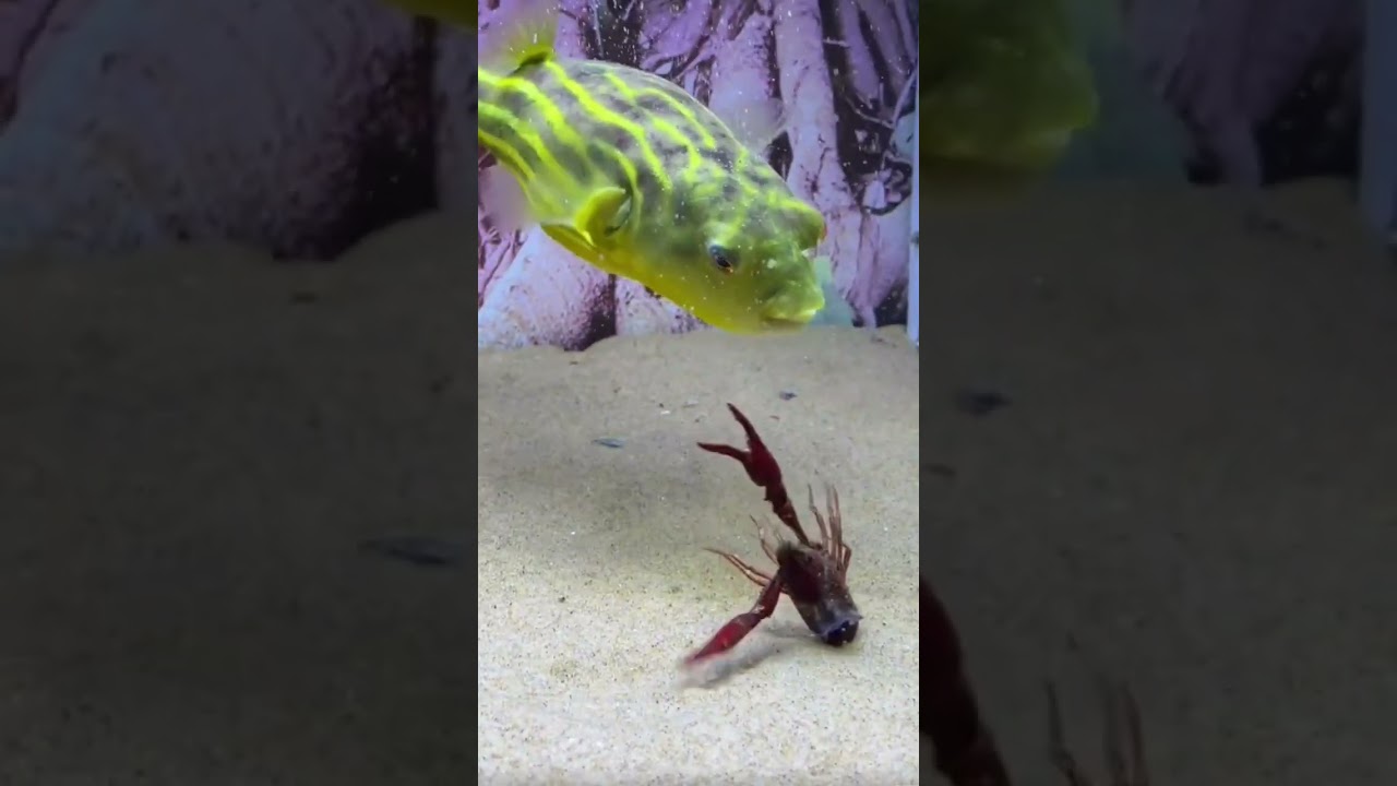 Predator Fish Shows No Mercy