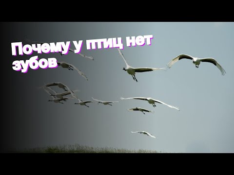 Почему у птиц нет зубов