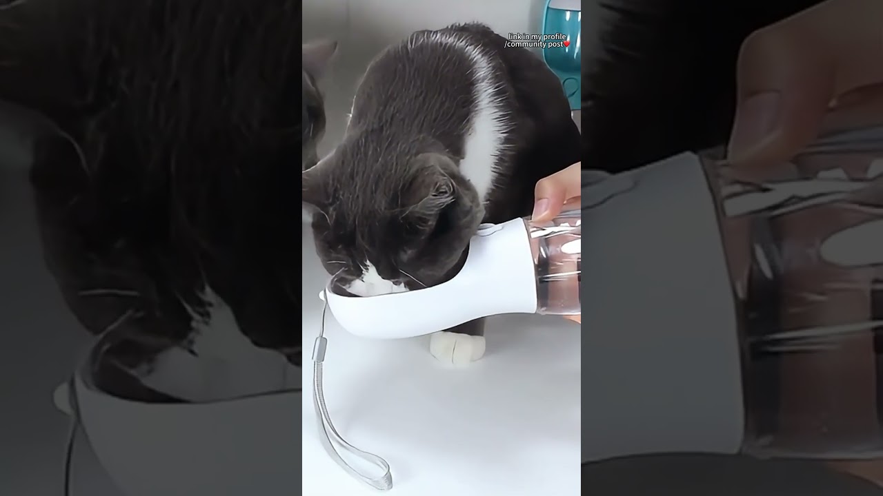 Traveling with pets? This portable cup makes feeding and hydrating a breeze!