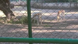 Its A Very Ligent Animals1