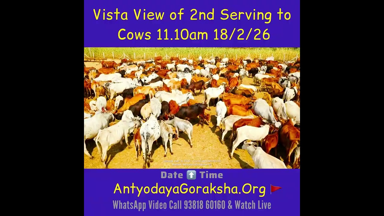 [18 Feb 2026] Dry Grass Brunch for Rescued Cows