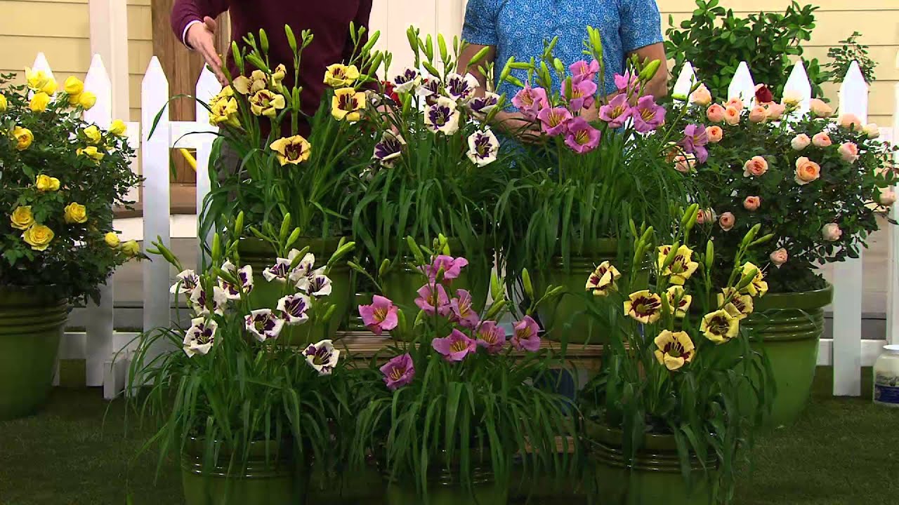 Cottage Farms 6-pc. Fragrant Reblooming Daylily Collection with Alberti Popaj