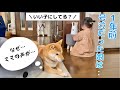 いないはずのママの声が突然ドッグカメラから聞こえてきたら