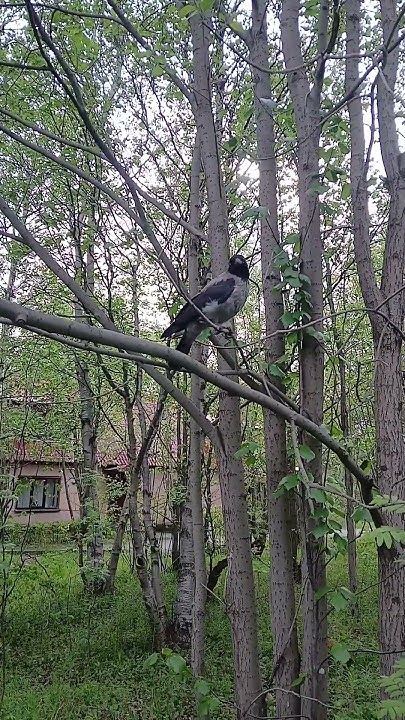 Привет, воронёнок!🌝🌿Мама- ворона попросила уйти.😁 - YouTube