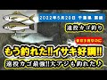 【千葉県 房総 地磯】遠投かご釣り。もうイサキが釣れた!!まだ5月なのに初イサキ。大アジも釣れて釣果よし!!『いさき/あじ』
