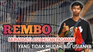MB REMBO | ASLI HUTAN PASAMAN | TERNYATA USIANYA HAMPIR 20TH