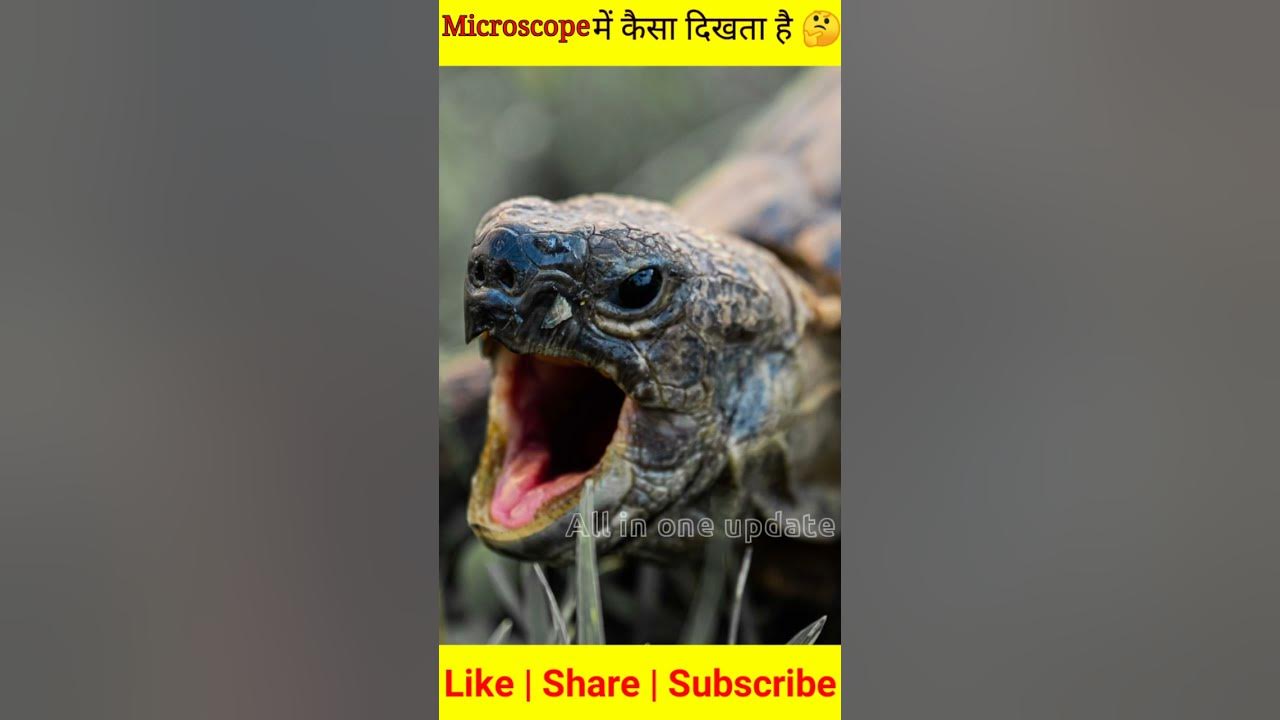 What Does The Inside Of A Turtle's Mouth Look Like What does the inside of a sea turtle,s mouth look like? Natural History