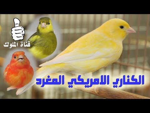 فيديو: الأزرق يشوبه لوري