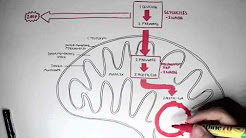 Mastering Biology Youtube