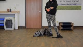 Catahoula Leopard Dog learns Down Command | Off Leash K9 Training