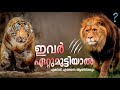 സിംഹവും കടുവയും ഏറ്റുമുട്ടിയാൽ  | എങ്കിൽ എങ്ങനെ | lion vs tiger who will win a fight | malayalam