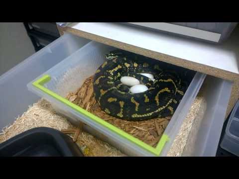 Carpet Python Clutch!!!