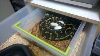 Carpet Python Clutch!!! Net Worth