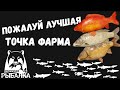 Карп призрак, старвас, чешуйчатый, рамчатый и зеркальный. Озеро янтарное. Русская рыбалка 4.