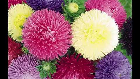 Hướng Dẫn Trồng Cúc Magic Chơi Tết