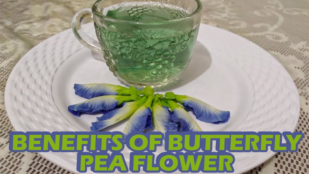 Butterfly Pea Flower Benefits YouTube