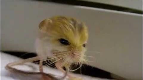 Pygmy Jerboa