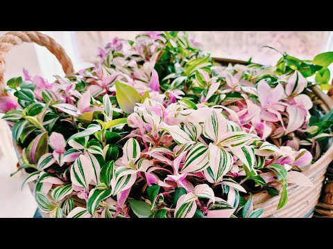 ভিডিও: Tradescantia (38 টি ছবি): বাড়িতে একটি ইনডোর ফুলের যত্ন নেওয়া। ট্রেডস্কেন্টিয়া ভার্জিনিয়ানা এবং বহু রঙের ট্রেডস্কেন্টিয়া দেখতে কেমন? অন্যান্য উদ্ভিদ প্রজাতির বর্ণনা