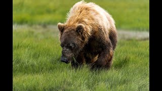 Bear behind us while eating our lunch - Alaska by Vanessa Obran 515 views 2 days ago 29 seconds