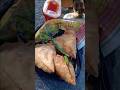 short vlog dehati #viral #trending #myfirstvlog #shortvideo #video #viral