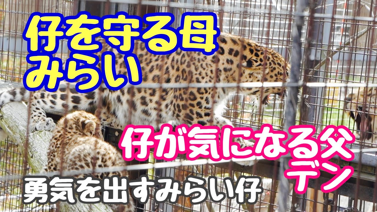勇気を出してママの近くに行こうとするみらい仔。子を守る母みらいと仔が気になる父デン