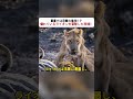 草原では日常の危険！？ 倒れているライオンを目撃した現場！ #草原の危険 #野生動物 #ライオン観察 #毒蛇 #自然界の現実