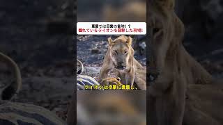 草原では日常の危険！？ 倒れているライオンを目撃した現場！ #草原の危険 #野生動物 #ライオン観察 #毒蛇 #自然界の現実