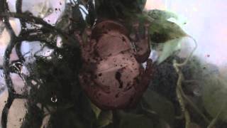 Baby White's Tree Frog-Croaking
