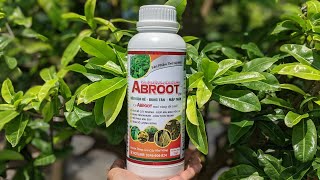 ABroot và Nutri Gold combo siêu dinh dưỡng cho cây mai vàng LH ☎️ Zalo: 0364 512 536