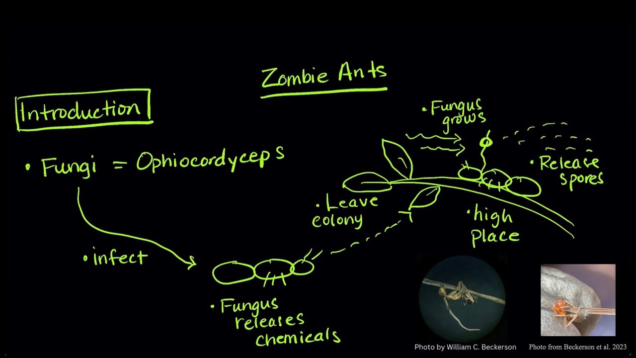Zombies taking over? - ant edition | SJK Academy | Parasite Interactions | Animal Behavior Lesson