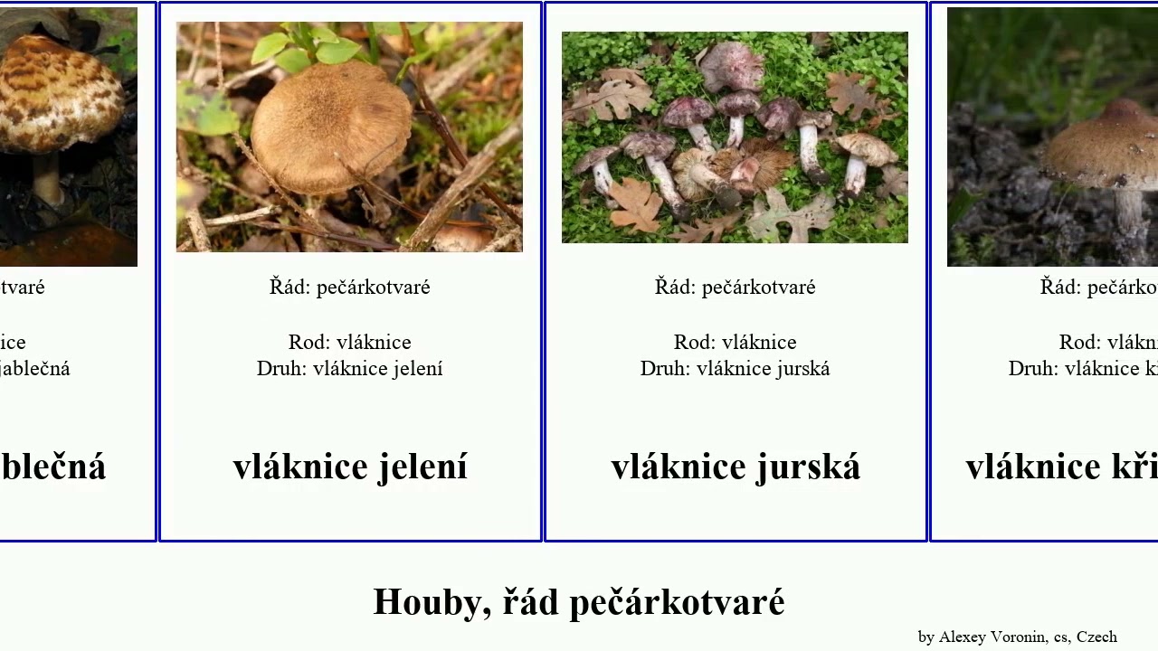 Houby, řád pečárkotvaré vláknice trepkovitka fungus Agaricales špinavá zlatovlasá široká vlnatá