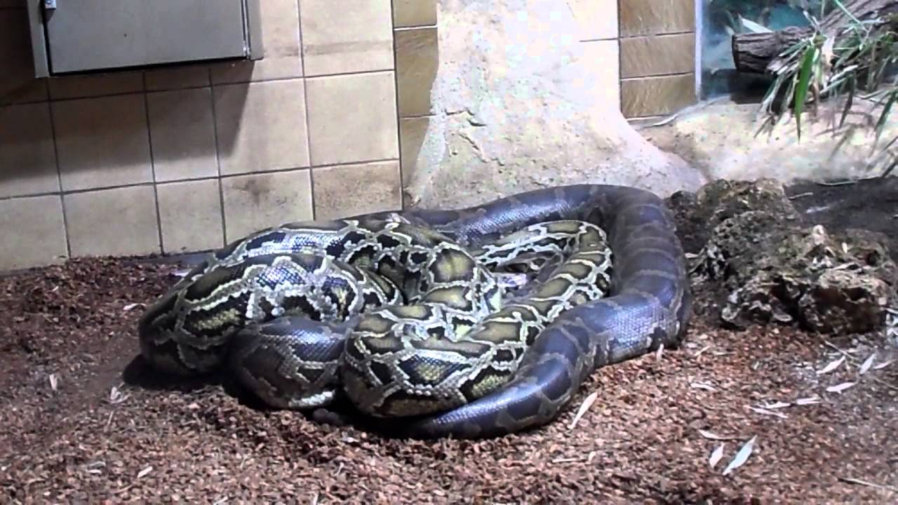 Тёмный тигровый питон - YouTube