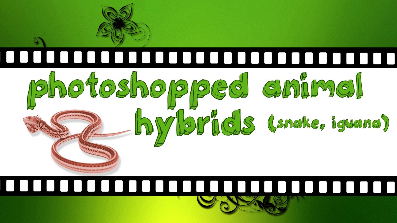 photoshopped animal hybrids (snake, iguana)