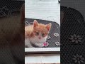 BRUH🗿 #cute #cat #shorts #funnycat #kitten #catlife #pets #annimalsfunny #tiktokcats