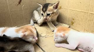 A literal basket full of kitten happiness 🥺❤️ 4K video #catvideos #kitten #animals 