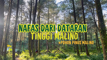 Pohon Pinus Malino – Nafas dari dataran tinggi malino | Feature Dokumenter Alam Indonesia