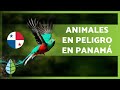 22 ANIMALES en PELIGRO de EXTINCIÓN en PANAMÁ⚠️🦅🐸