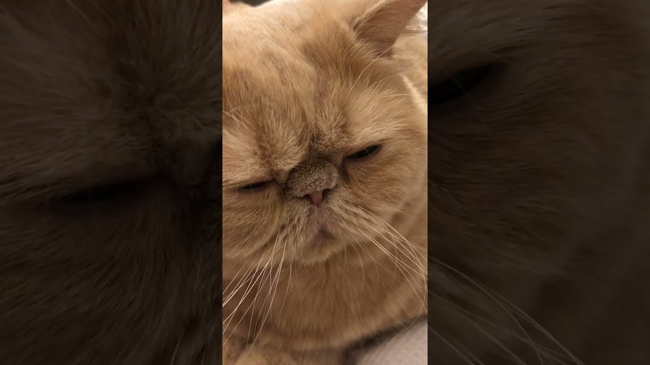 Exotic shorthair cat sounds purr