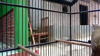 Download Lagu MASTERAN INI YANG ANDA CARI..?? cucak jenggot full mbeset mbeset yang terbaik untuk masteran kicau