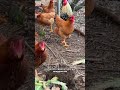 Cosa #mangiano le mie #galline #mangime