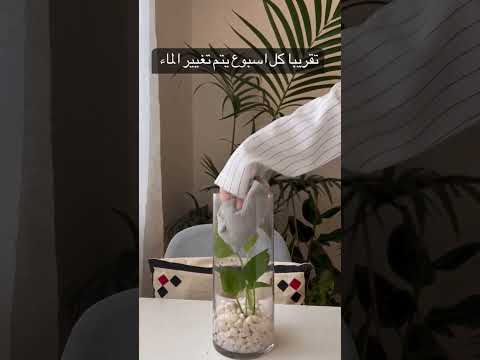 شتلات زراعه اشجار مشاتل ورود طبيعيه نباتات نباتات كركوك نباتات داخلية نباتات زينة