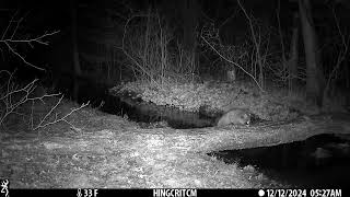 2024 12 12 0527 Raccons