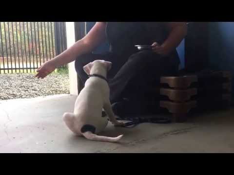 puppy-preschool:-teaching-puppies-to-sit-...lesson-1.-8-weeks-old