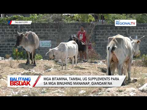 Talisay City Agriculture Nangandam na sa epekto sa El Niño | Balitang Bisdak