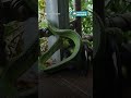 Some days, you'll feed, on a tree frog.
