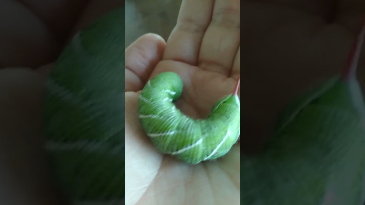 Horntail caterpillar!