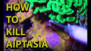 Top 5  Aiptasia Removal Tricks For Your Reef Tank