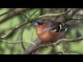 Chants et cris du pinson des arbres songs and calls common chaffinch free birds