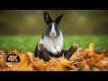 Domestic animals. Voices and sounds 4K Ultra HD